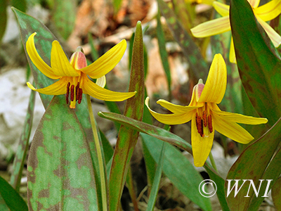 Erythronium americanum (Yellow Trout Lily)